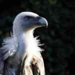 Grigor Vitez: Zašto Ne Bi Trebali Zanemariti Hrvatskog Književnog Genija