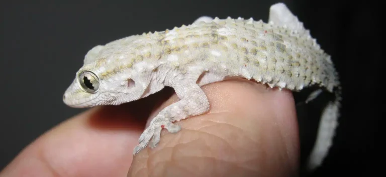 Hrvatski macaklin – mali noćni gušter