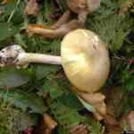 Kako Se Zovu Imenice Koje Imaju Samo Množinu: Sveobuhvatni Vodič