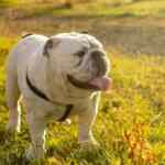 Zašto ćutiš zbog čega se ljutiš